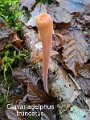 Clavariadelphus truncatus-amf420